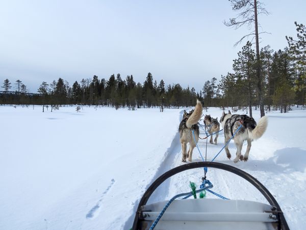 Huskies leading sled along snowy trail