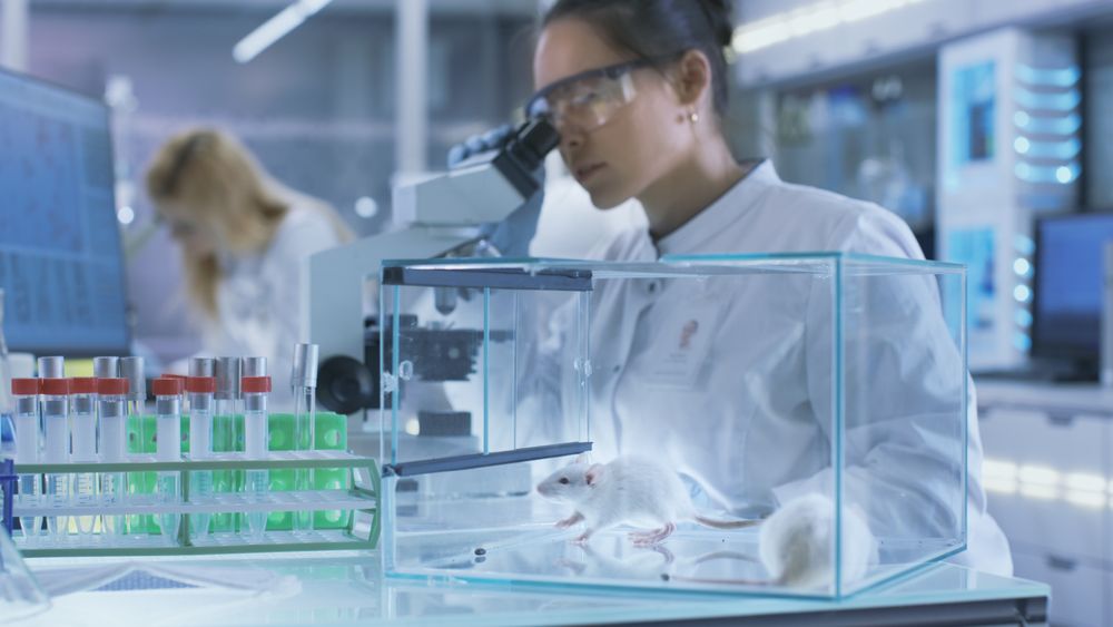 Medical Research Scientist Examines Laboratory Mice and Looks on Tissue Samples under Microscope.