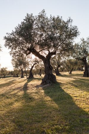 Beautiful grove of old trees in sunlight