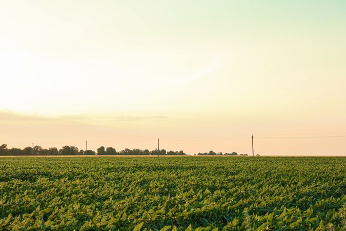 Green sunflower field at sunset, space for text. Agriculture