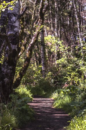 Trail in forest with birch trees