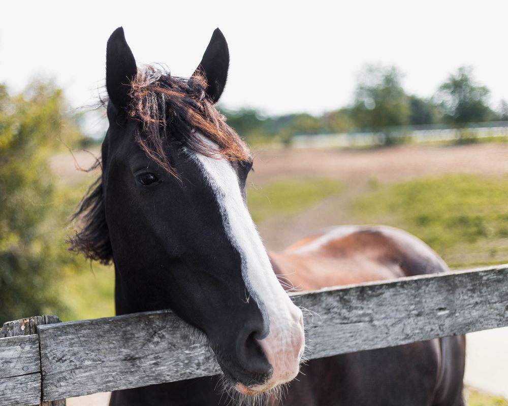 Brown horse beside fence