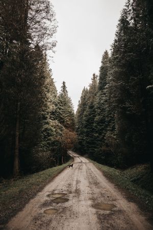 Forest countryside rough narrow road