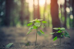 Small plants growing on sunny forest floor