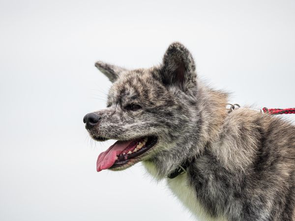 Beautiful dogs at an outdoor dog show.