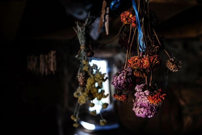 Dahlia flowers drying upside down