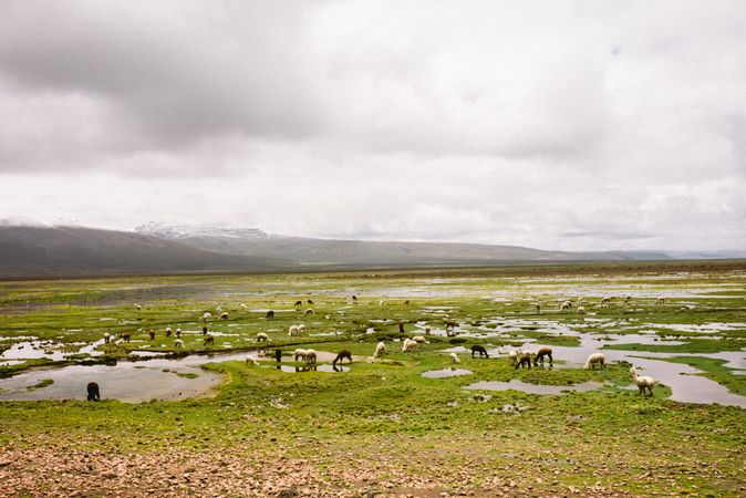 Sheep and lambs grazing in field on overcast day, Peru