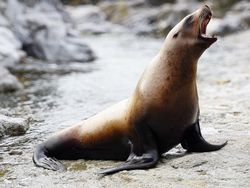 A Steller Sea Lion (Eumetopias jubatus) barks