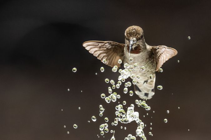 Beautiful Immature Male Anna's Hummingbird Enjoying The Water Fountain