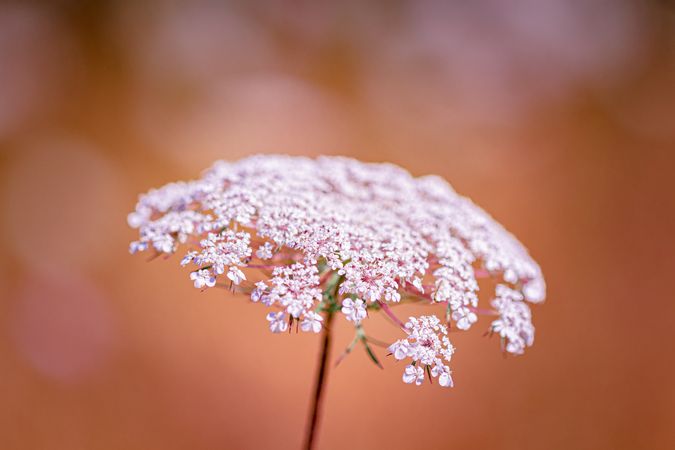 Queen Anne’s lace pictured with earthy orange background