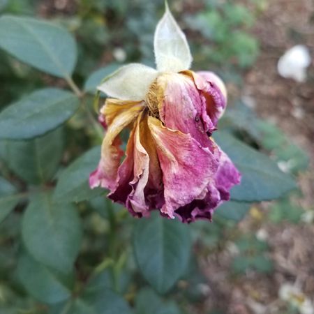 Violet wilted flower