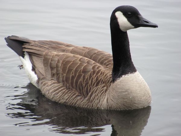 Canada Goose