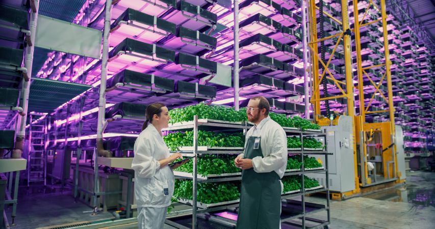 Agricultural Engineer and Female Scientist Discussing Basil Leaves Quality on Vertical Farm With Neon Led Lights.