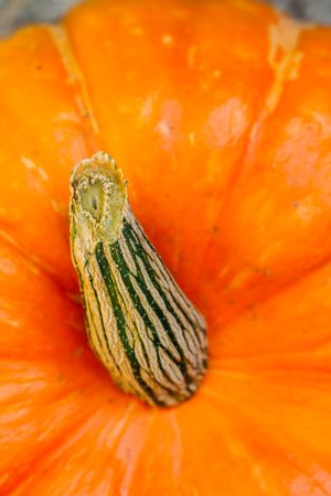 Fresh ripe orange pumpkin on gray surface