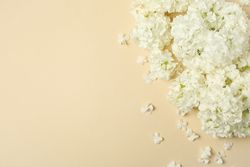 Beautiful hydrangea flowers on beige background. Spring plant