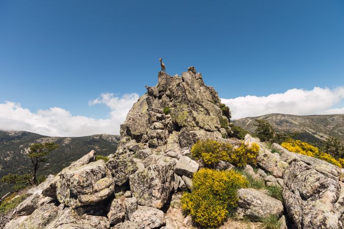 Young goats on high stone on background of blue sky