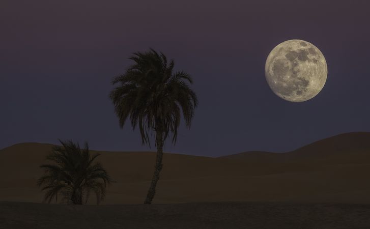Desert with palms and moon on sky at night