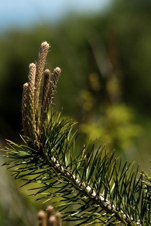 Pine buds growing on branch in nature.