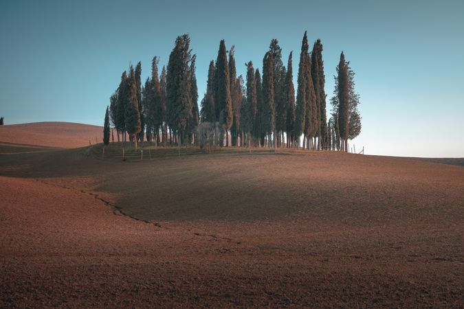 Small grove on empty dry field