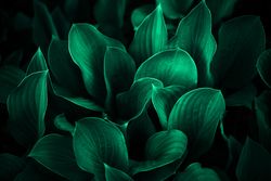 Close up of dark green leaves