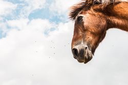 from below view of crop brown horse head in a cloudy background