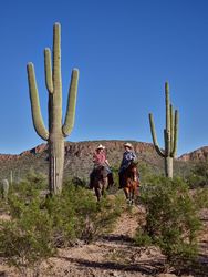 Two cowboys ride horses between tall saguaros in Arizona QbDZk5