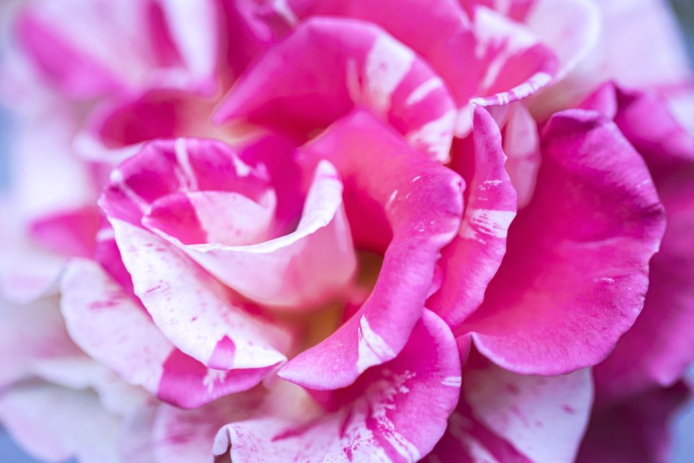 Close up view of speckled pink and light flower growing in the wild