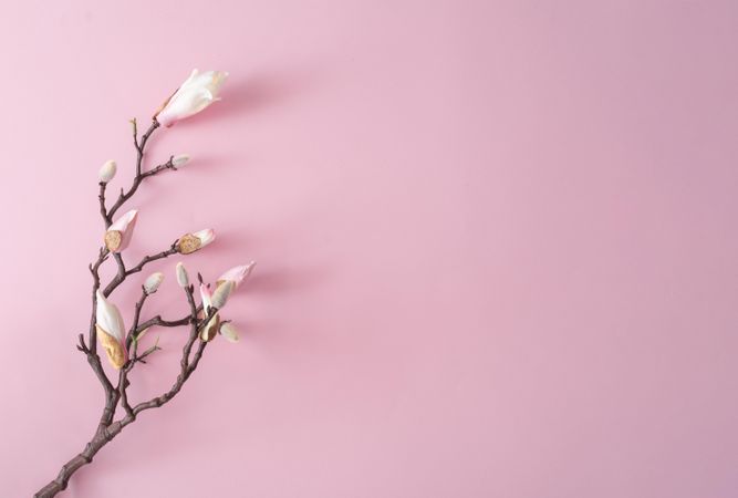 Flowers on brown branch on pastel pink background