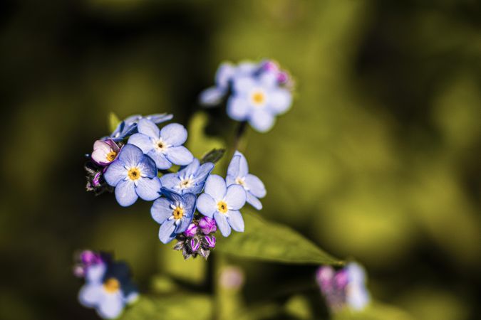 Cluster of small light blue flowers growing in bush