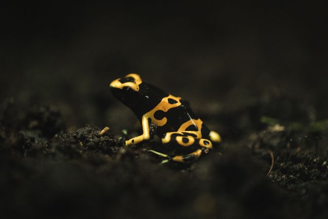 Small frog on ground