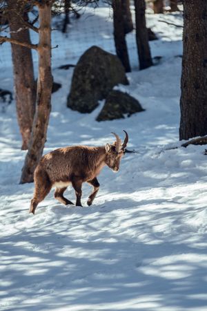 Wild goats pasturing near tree between snow