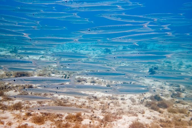 Tiny fishes swimming in blue sea water