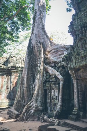 Tree growing on temple ruins