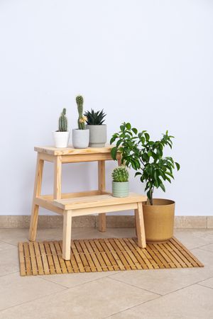 Cozy hobby - growing indoor plants at home