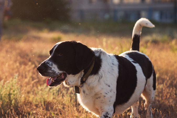 Dog with coat enjoying a sunny field.