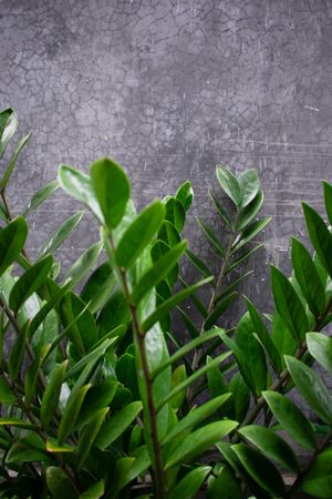 Houseplant in front of house with other plant as background