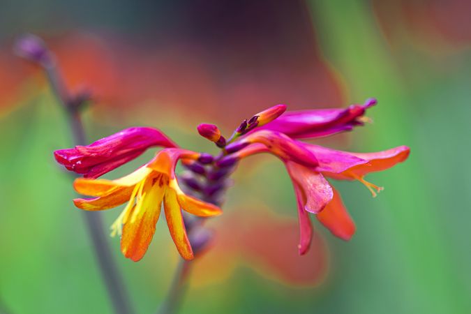 Close up of orange pink flowers
