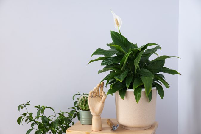 Cozy hobby - growing indoor plants at home