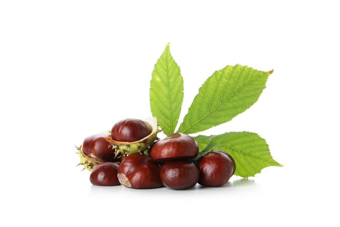 Fresh and ripe chestnuts, isolated on plain background