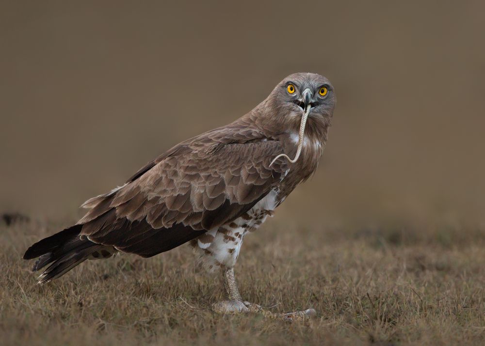 Brown buzzard eating a worm