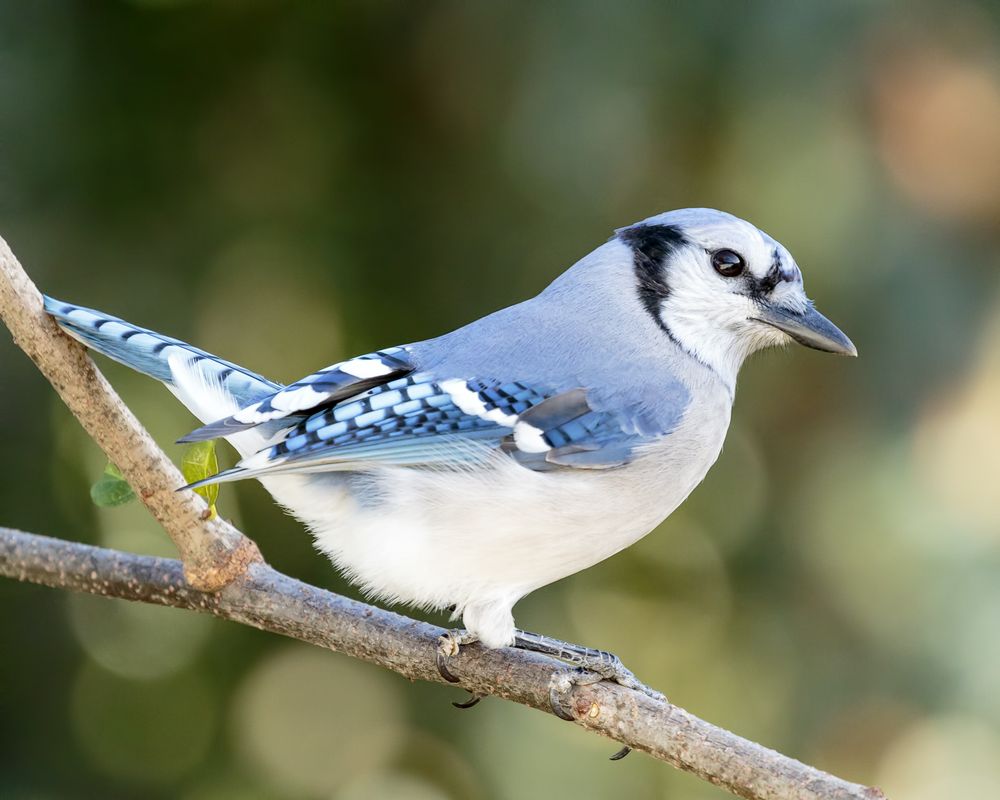 Blue jay bird on brown tree branch