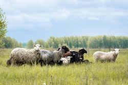 Herd of sheep on green grassland