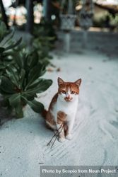 Orange cat on sand near plant outdoor bDMOy0
