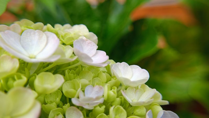 background of flowers blooming in spring