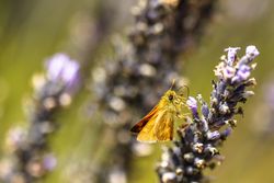 Textured orange butterfly on purple buds