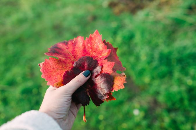 Crop hand holding autumn leaf against grass