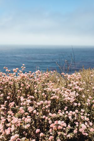 Pink flowers on seashore in bright day