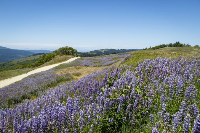 Field of purple flowers in the hills on a clear day