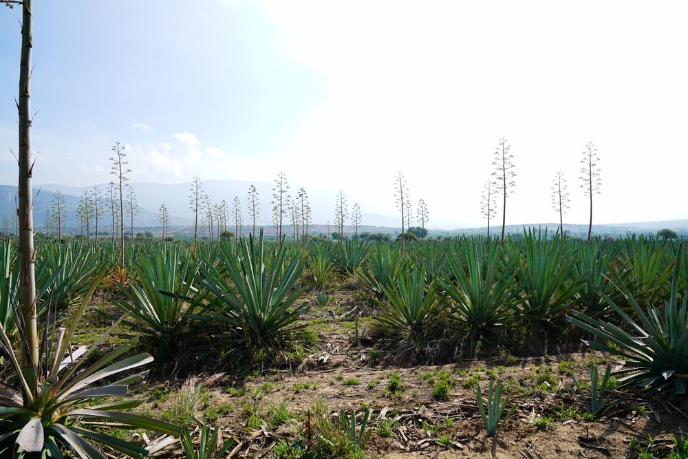 Field of blooming agave