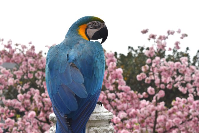 Wuji Tianyuan Temple Parrot With Cherry Blossoms Background